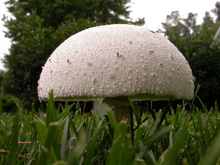 The Giant John McCullough Mushroom