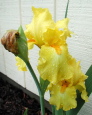 yellow iris